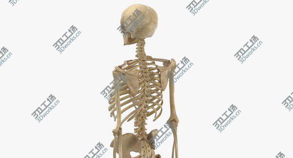 images/goods_img/20210312/Real Human Woman Skeleton Bones Anatomy 01 model/3.jpg